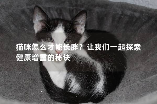 貓咪怎么才能長胖？讓我們一起探索健康增重的秘訣