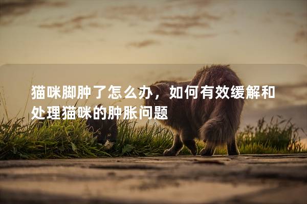 貓咪腳腫了怎么辦，如何有效緩解和處理貓咪的腫脹問題