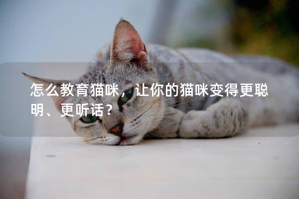 怎么教育貓咪，讓你的貓咪變得更聰明、更聽話？