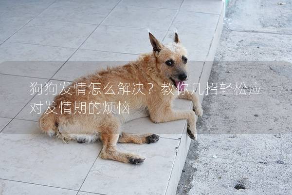 狗狗發(fā)情怎么解決？教你幾招輕松應(yīng)對發(fā)情期的煩惱