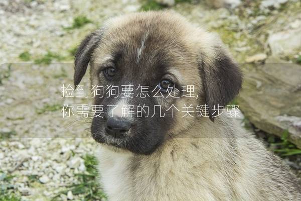 撿到狗狗要怎么處理, 你需要了解的幾個關鍵步驟