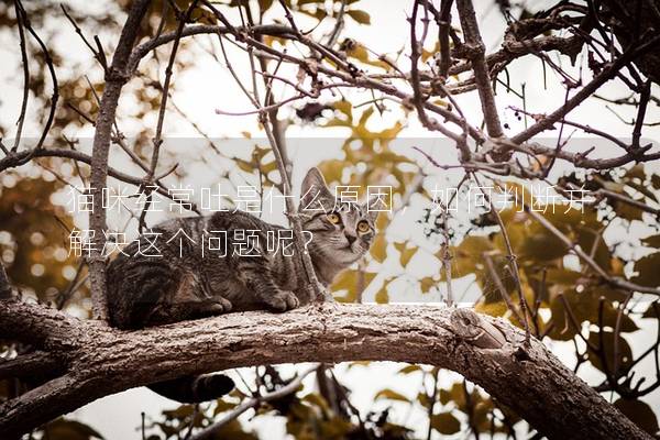 貓咪經(jīng)常吐是什么原因，如何判斷并解決這個問題呢？