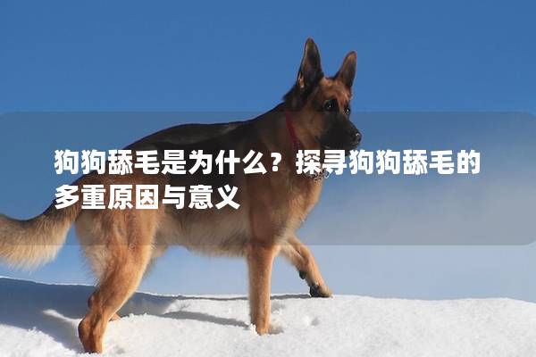 狗狗舔毛是為什么？探尋狗狗舔毛的多重原因與意義