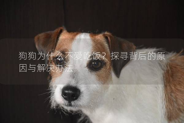 狗狗為什么不愛吃飯？探尋背后的原因與解決辦法