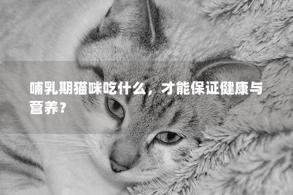 哺乳期貓咪吃什么，才能保證健康與營養？