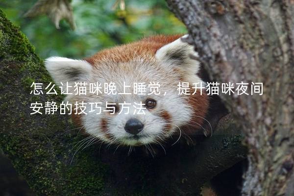 怎么讓貓咪晚上睡覺，提升貓咪夜間安靜的技巧與方法