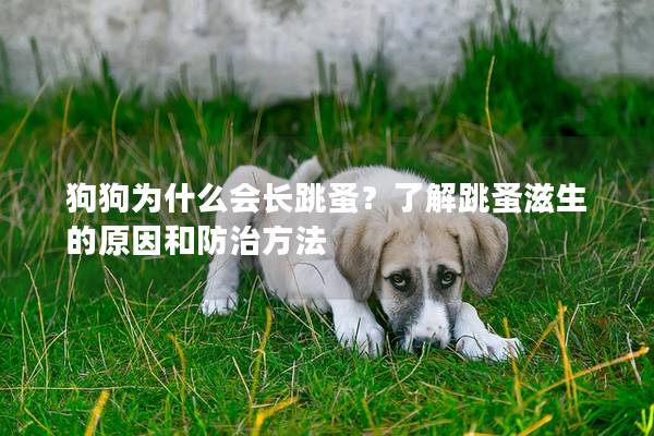狗狗為什么會長跳蚤？了解跳蚤滋生的原因和防治方法
