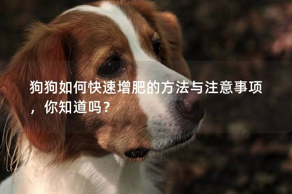 狗狗如何快速增肥的方法與注意事項，你知道嗎？