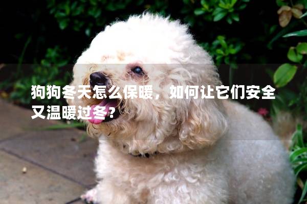 狗狗冬天怎么保暖，如何讓它們安全又溫暖過冬？