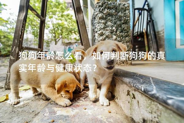 狗狗年齡怎么看，如何判斷狗狗的真實(shí)年齡與健康狀態(tài)？