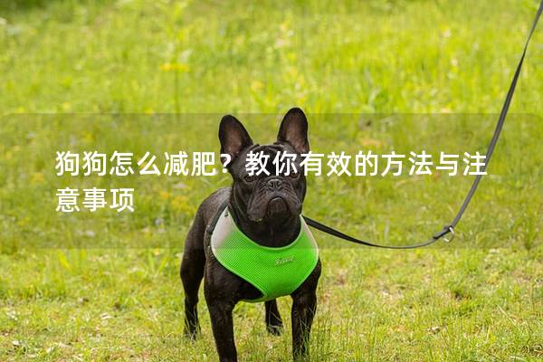 狗狗怎么減肥？教你有效的方法與注意事項