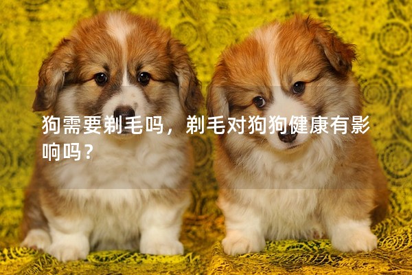狗需要剃毛嗎,剃毛對狗狗健康有影響嗎? 狗需要剃毛嗎,剃毛對狗狗健康有影響嗎?