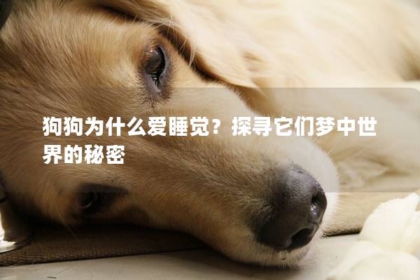 狗狗為什么愛睡覺?探尋它們夢中世界的秘密 狗狗為什么愛睡覺?探尋它們夢中世界的秘密