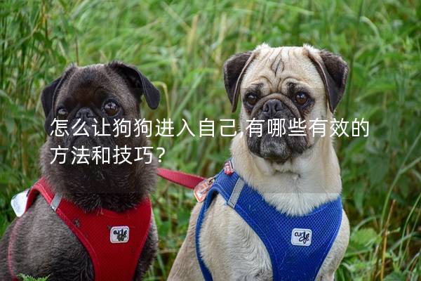 怎么讓狗狗進(jìn)入自己,有哪些有效的方法和技巧？