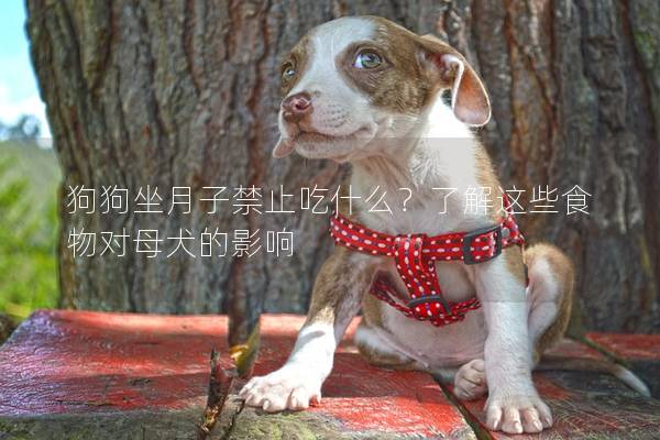 狗狗坐月子禁止吃什么？了解這些食物對(duì)母犬的影響