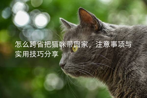 怎么跨省把貓咪帶回家，注意事項與實用技巧分享