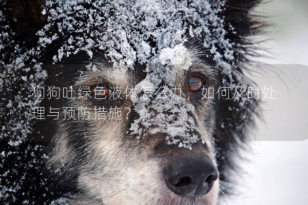 狗狗吐綠色液體怎么辦，如何及時處理與預防措施？