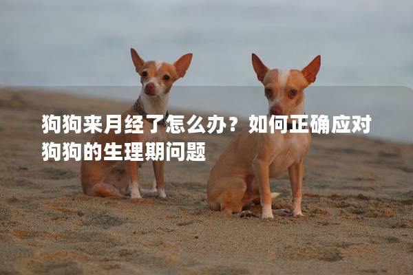 狗狗來月經(jīng)了怎么辦？如何正確應(yīng)對(duì)狗狗的生理期問題