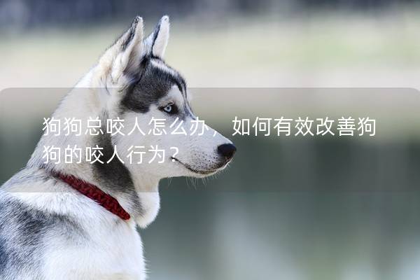 狗狗總咬人怎么辦，如何有效改善狗狗的咬人行為？