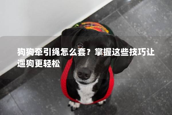 狗狗牽引繩怎么套？掌握這些技巧讓遛狗更輕松
