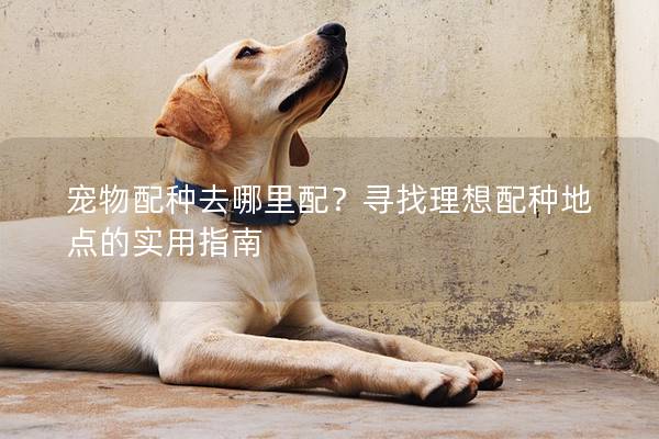 寵物配種去哪里配？尋找理想配種地點(diǎn)的實(shí)用指南