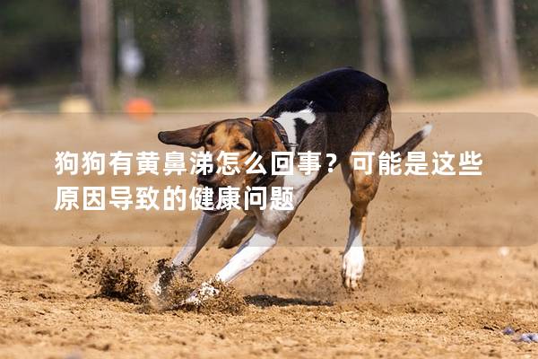 狗狗有黃鼻涕怎么回事？可能是這些原因導致的健康問題