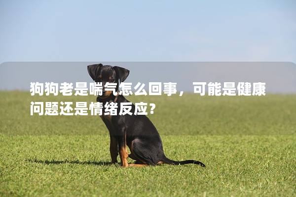 狗狗老是喘氣怎么回事，可能是健康問題還是情緒反應？