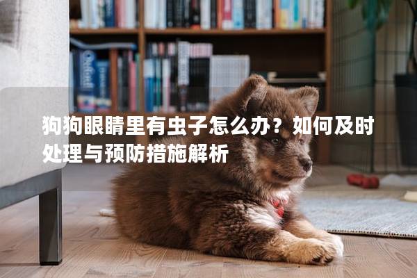狗狗眼睛里有蟲子怎么辦？如何及時處理與預(yù)防措施解析