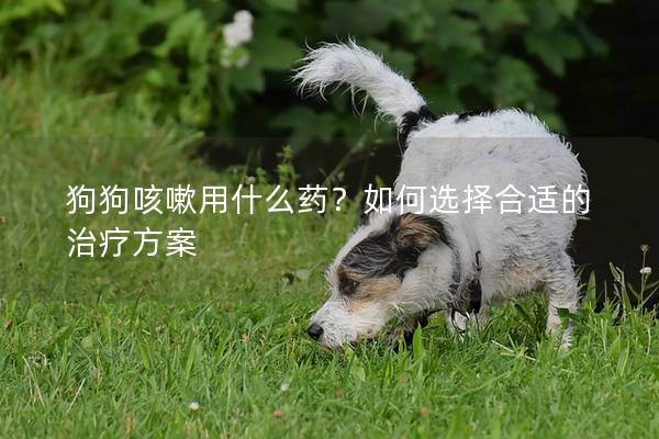 狗狗咳嗽用什么藥？如何選擇合適的治療方案
