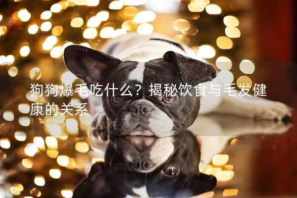 狗狗爆毛吃什么？揭秘飲食與毛發健康的關系