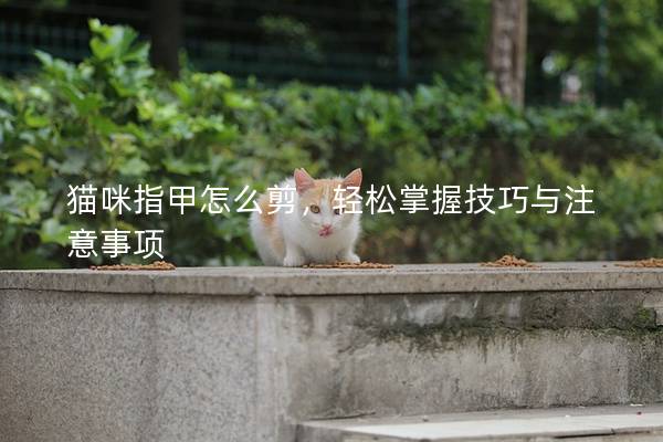 貓咪指甲怎么剪，輕松掌握技巧與注意事項