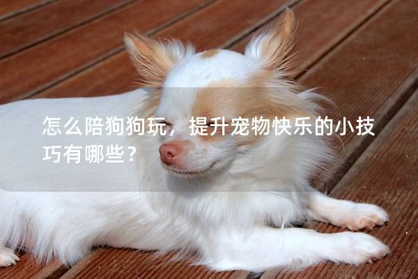 怎么陪狗狗玩，提升寵物快樂的小技巧有哪些？