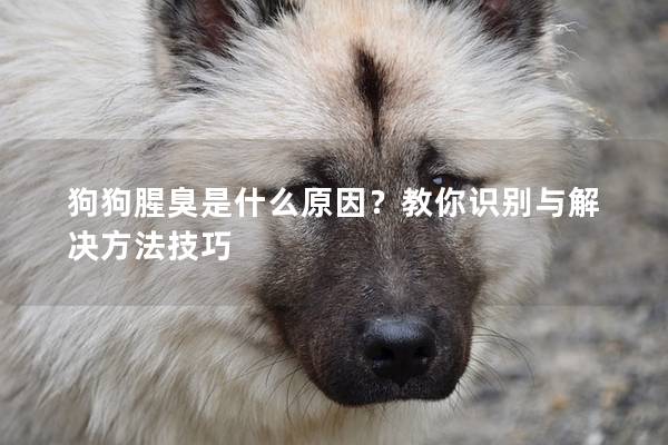 狗狗腥臭是什么原因？教你識別與解決方法技巧