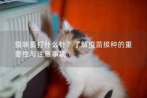 貓咪要打什么針？了解疫苗接種的重要性與注意事項