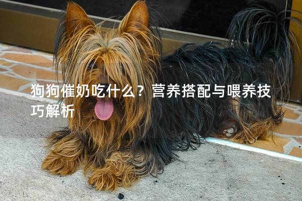 狗狗催奶吃什么？營養搭配與喂養技巧解析