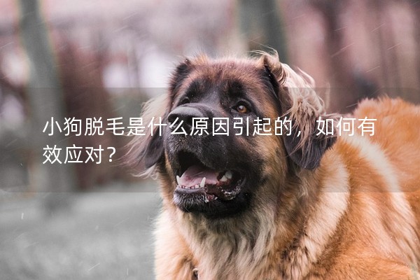 小狗脫毛是什么原因引起的，如何有效應對？
