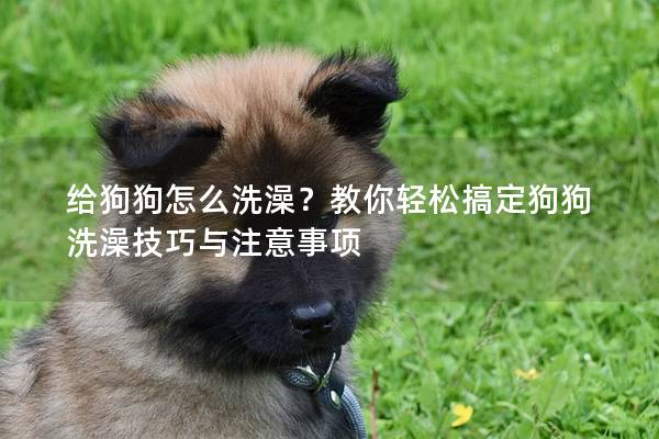 給狗狗怎么洗澡？教你輕松搞定狗狗洗澡技巧與注意事項(xiàng)