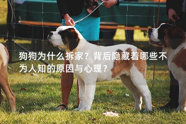 狗狗為什么拆家？背后隱藏著哪些不為人知的原因與心理？