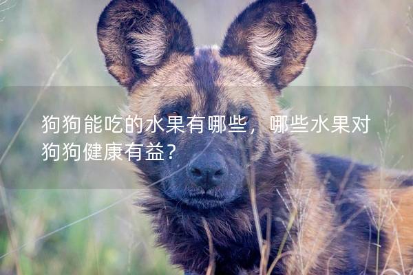 狗狗能吃的水果有哪些，哪些水果對狗狗健康有益？