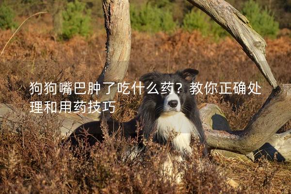 狗狗嘴巴腫了吃什么藥？教你正確處理和用藥技巧