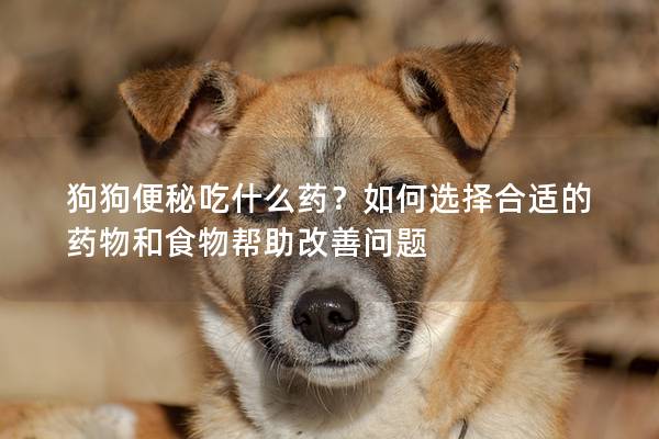狗狗便秘吃什么藥？如何選擇合適的藥物和食物幫助改善問題