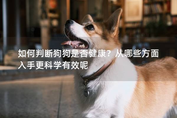 如何判斷狗狗是否健康？從哪些方面入手更科學有效呢