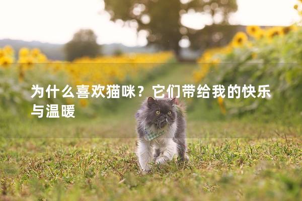 為什么喜歡貓咪？它們帶給我的快樂與溫暖