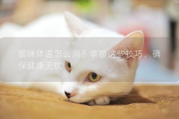 貓咪體溫怎么測？掌握這些技巧，確保健康無憂
