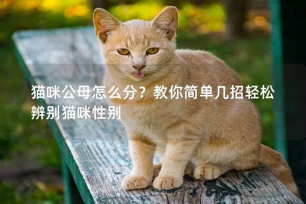 貓咪公母怎么分？教你簡單幾招輕松辨別貓咪性別