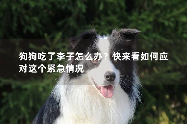 狗狗吃了李子怎么辦？快來看如何應(yīng)對這個緊急情況