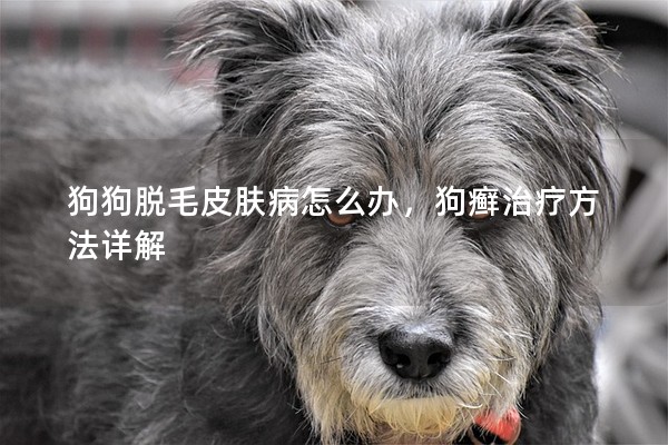 狗狗脫毛皮膚病怎么辦,狗癬治療方法詳解 狗狗脫毛皮膚病怎么辦,狗癬治療方法詳解