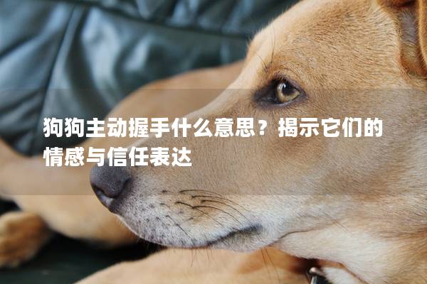狗狗主動握手什么意思？揭示它們的情感與信任表達