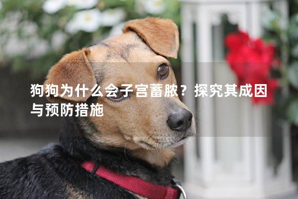 狗狗為什么會子宮蓄膿？探究其成因與預防措施