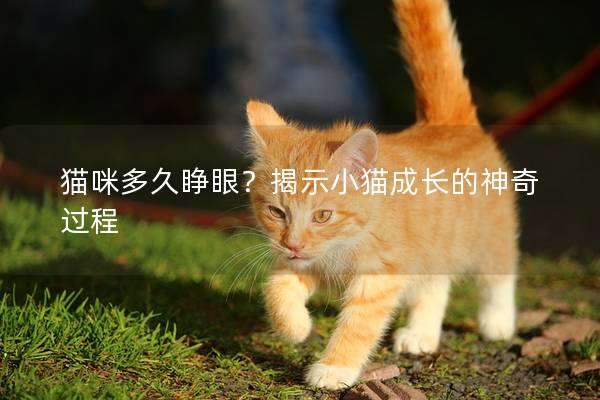 貓咪多久睜眼?揭示小貓成長的神奇過程 貓咪多久睜眼?揭示小貓成長的神奇過程